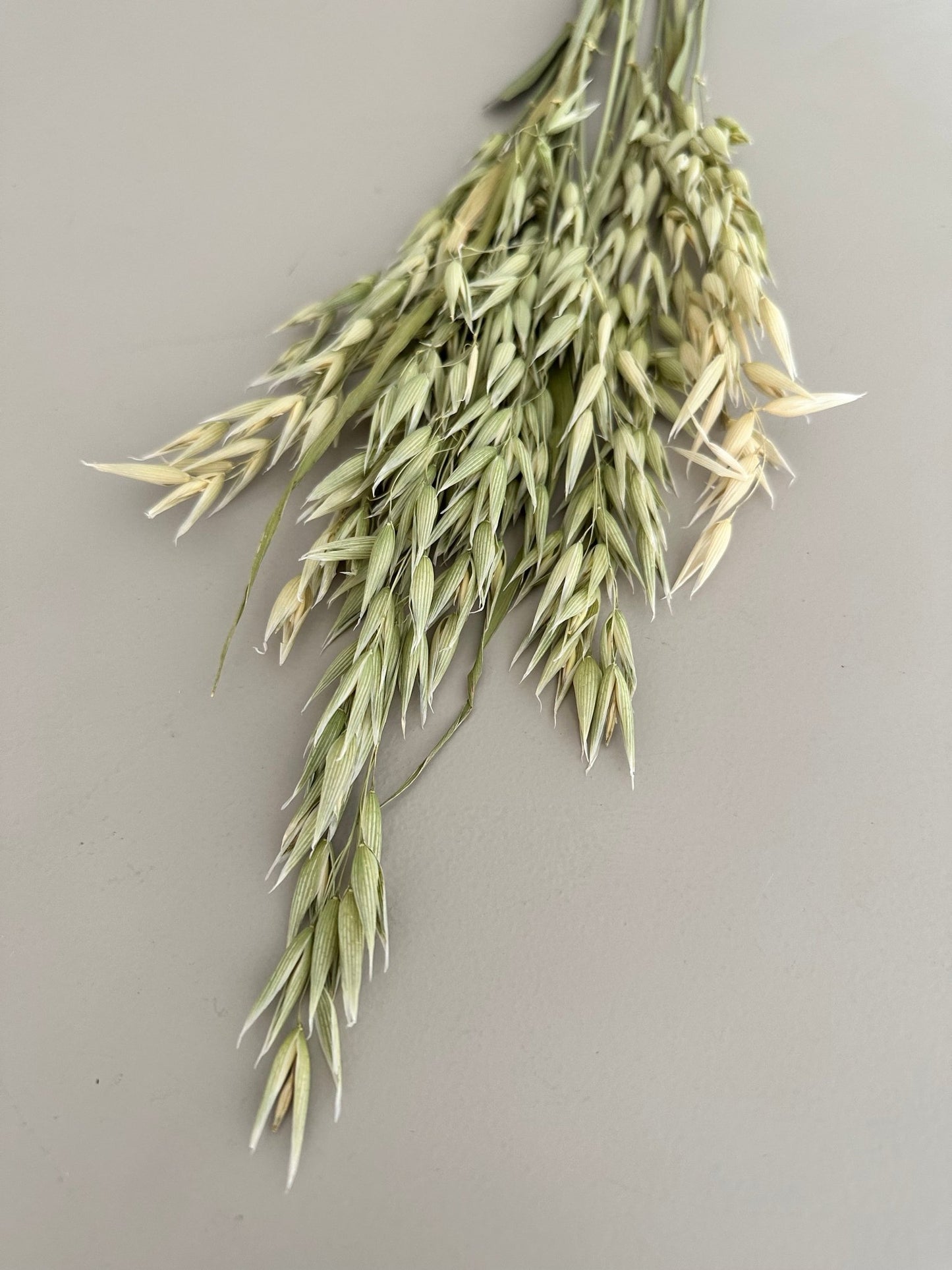 Hafer natur - Trockenblumen