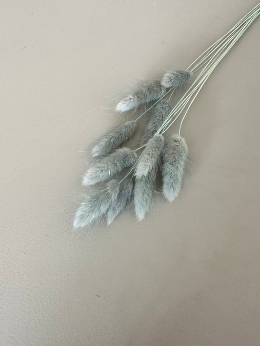 Lagurus hellblau - Trockenblumen