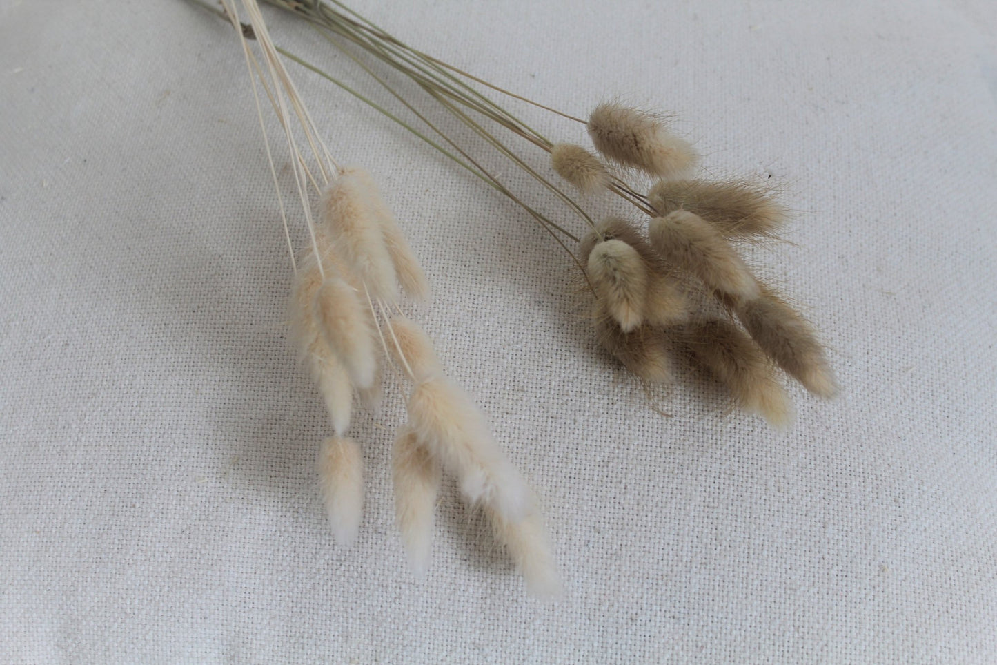 Lagurus natur beige - Trockenblumen