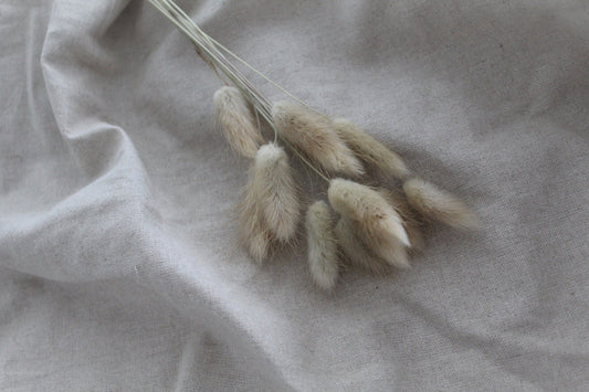 Lagurus natur beige - Trockenblumen