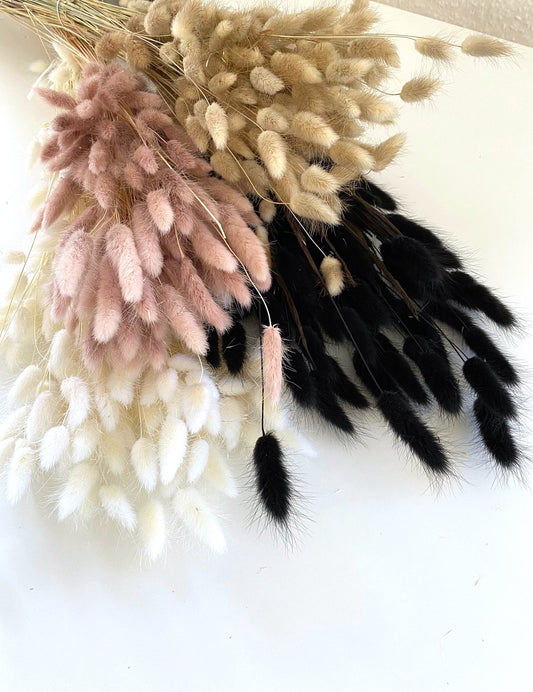 Lagurus rosa - Trockenblumen