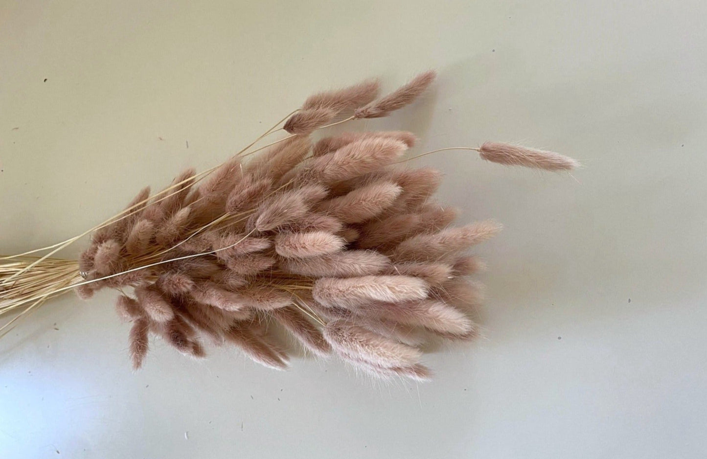 Lagurus rosa - Trockenblumen