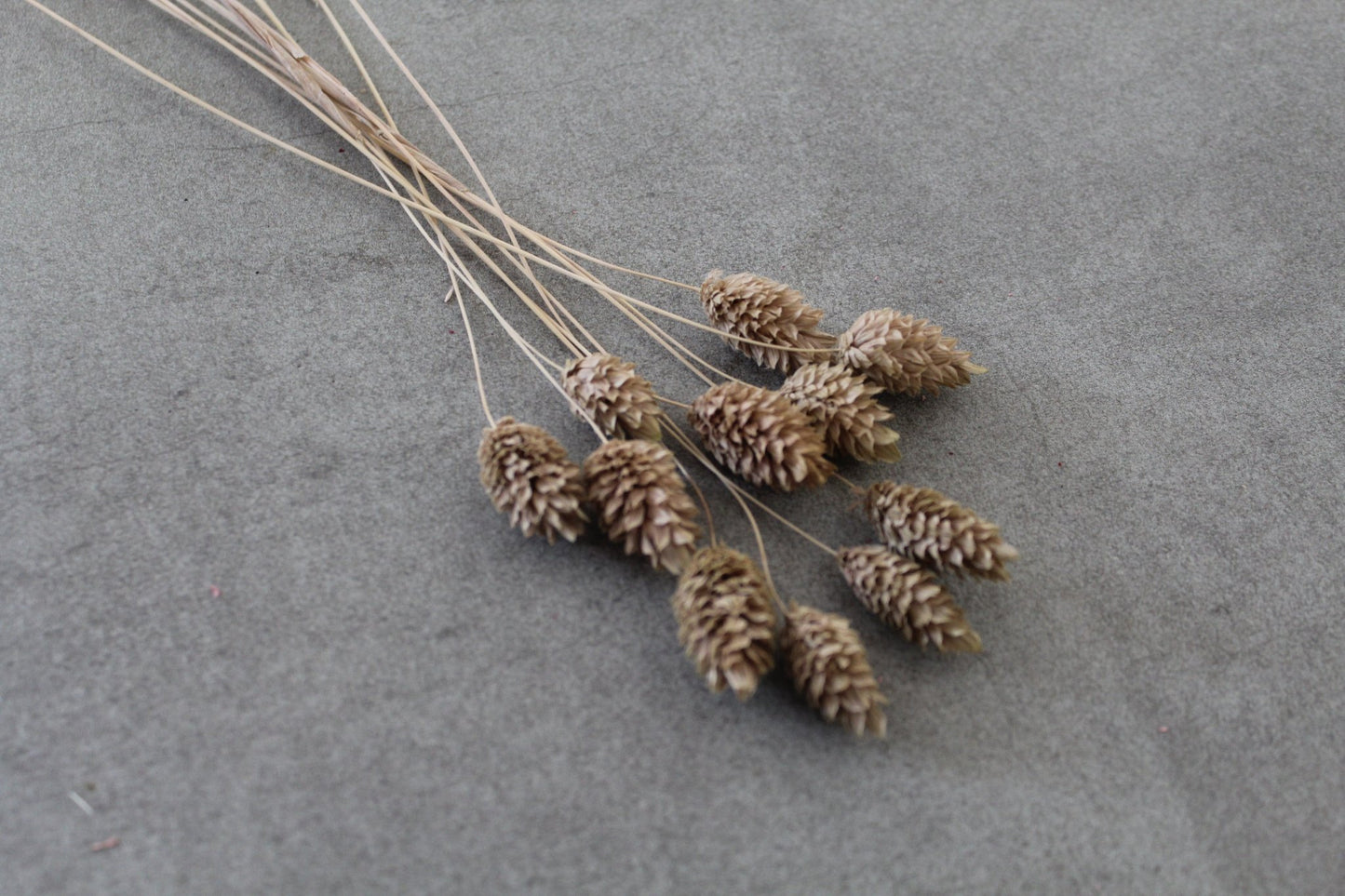 Phalaris braun - Trockenblumen