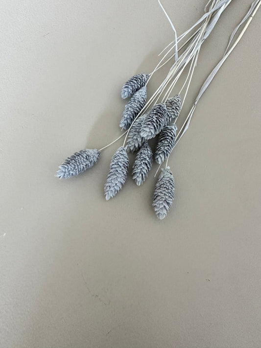 Phalaris hellblau - Trockenblumen
