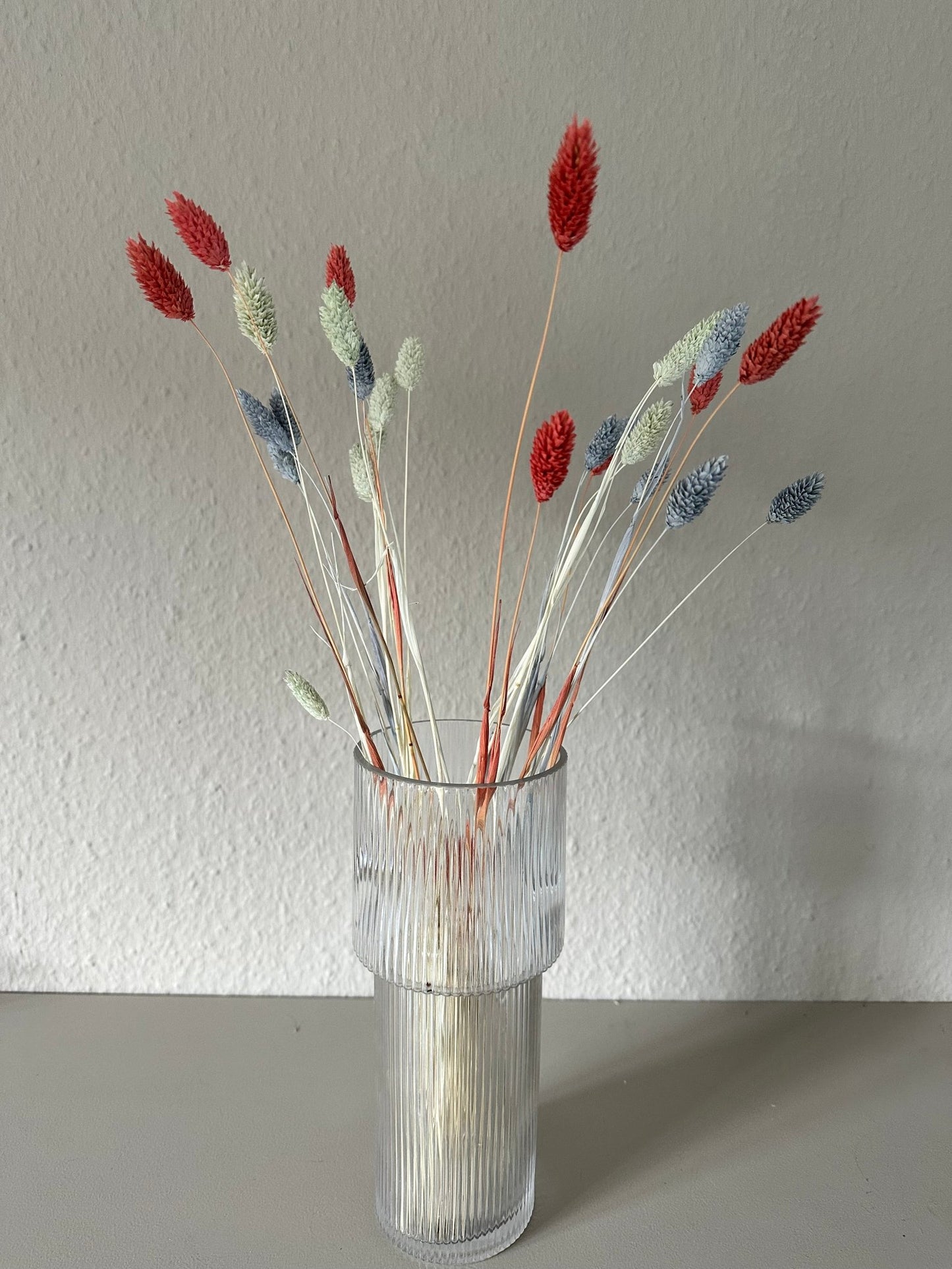 Phalaris hellblau - Trockenblumen