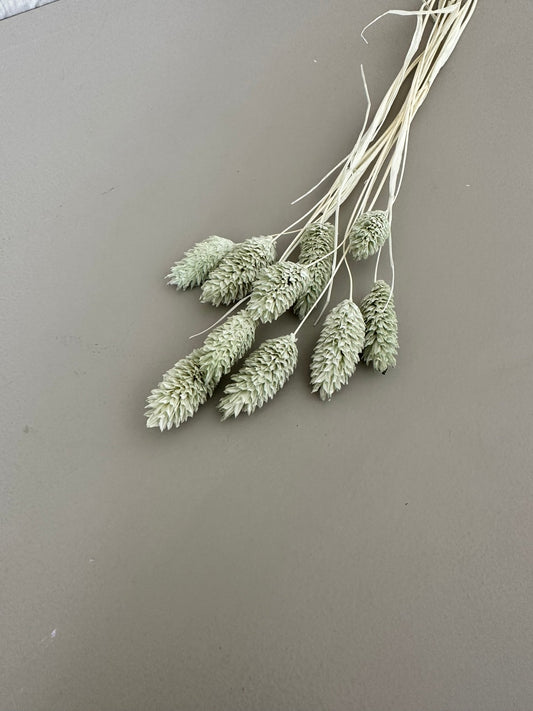 Phalaris mint - Trockenblumen