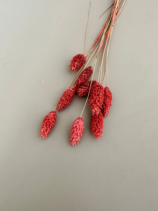 Phalaris old pink - Trockenblumen