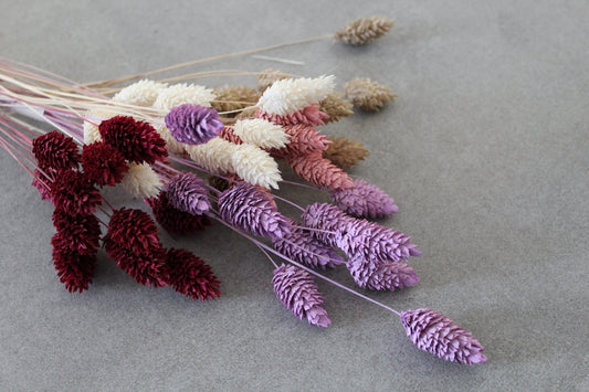 Phalaris rosa - Trockenblumen