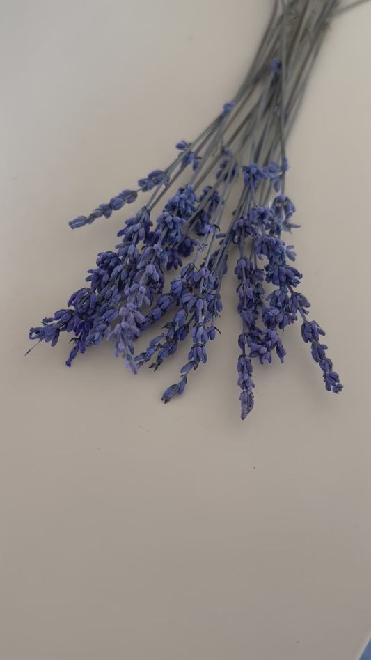 Lavendel blau