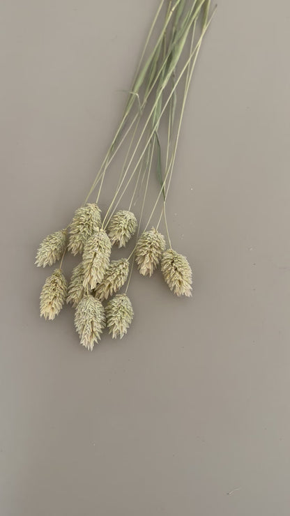 Phalaris pink