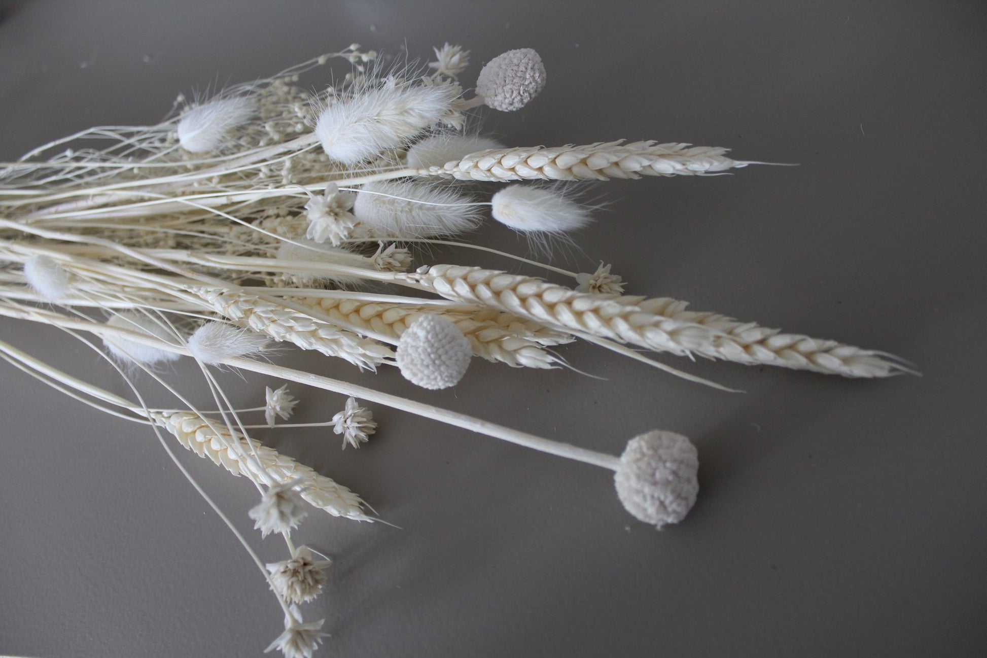 Craspedia/Trommelstöckchen weiß - Trockenblumen