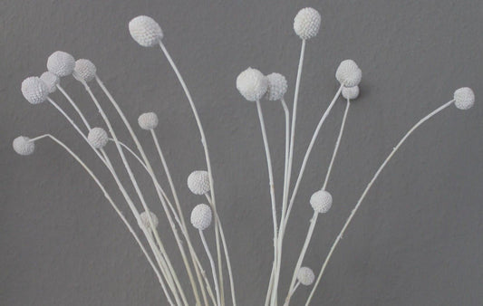 Craspedia/Trommelstöckchen weiß - Trockenblumen