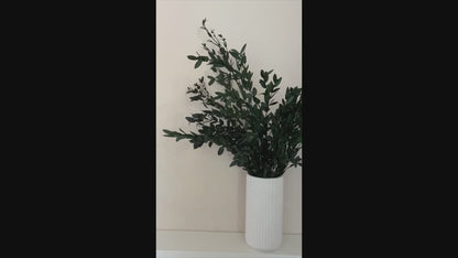 Eukalyptus Parvifolia