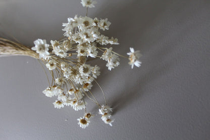 Glixia Minibund weiß - Trockenblumen