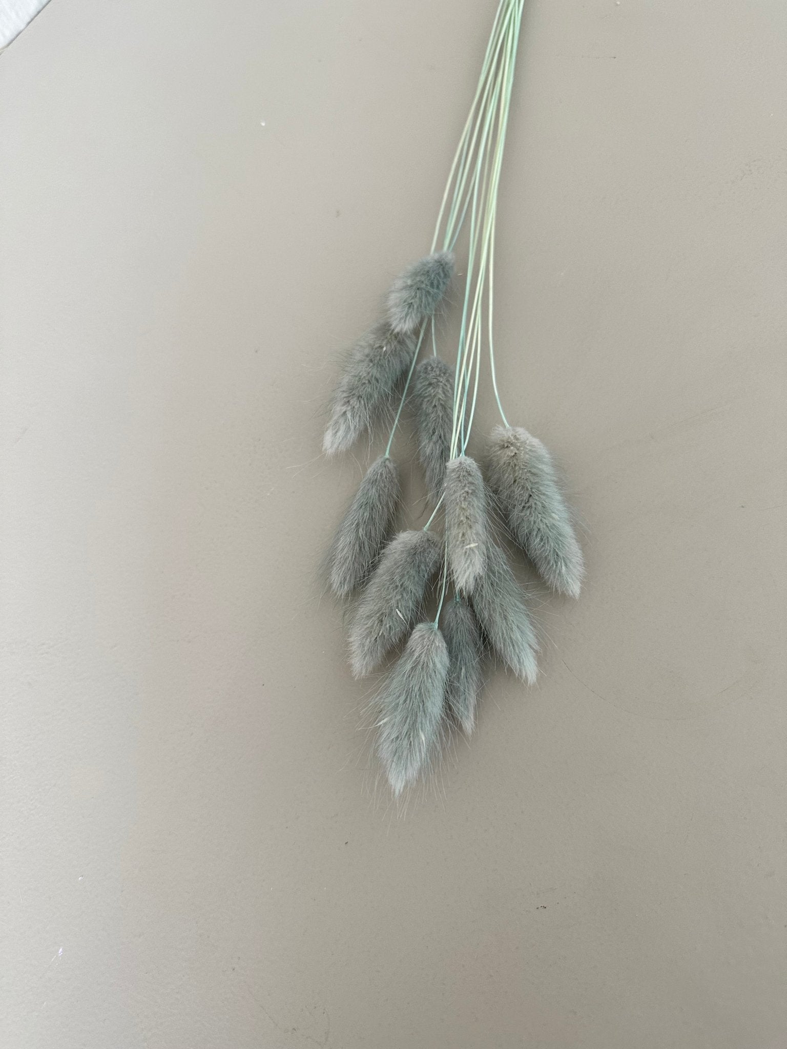 Lagurus hellblau - Trockenblumen