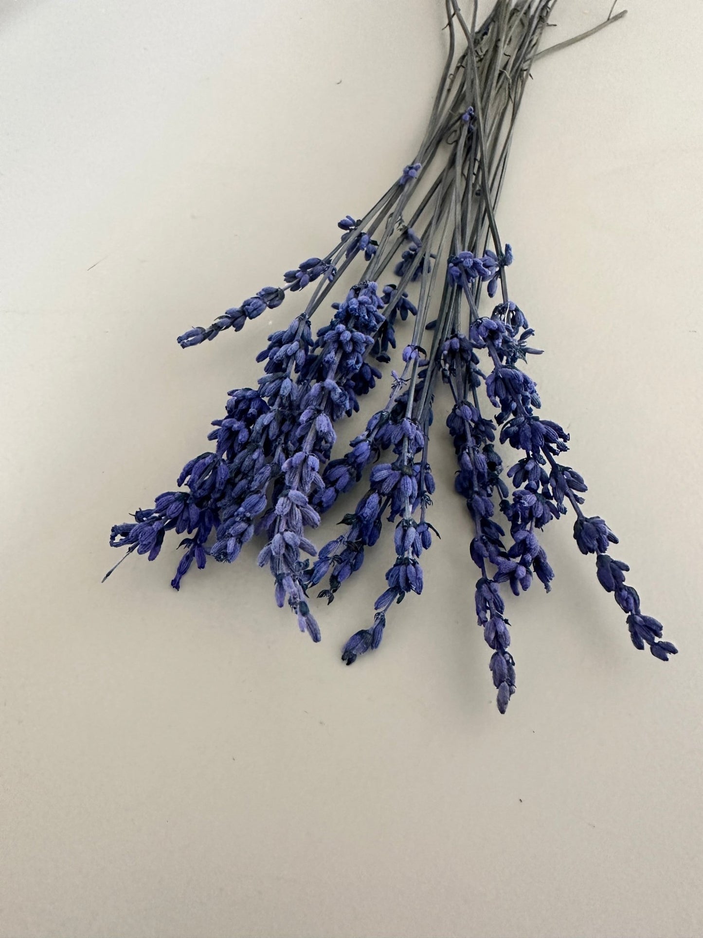 Lavendel blau - Trockenblumen