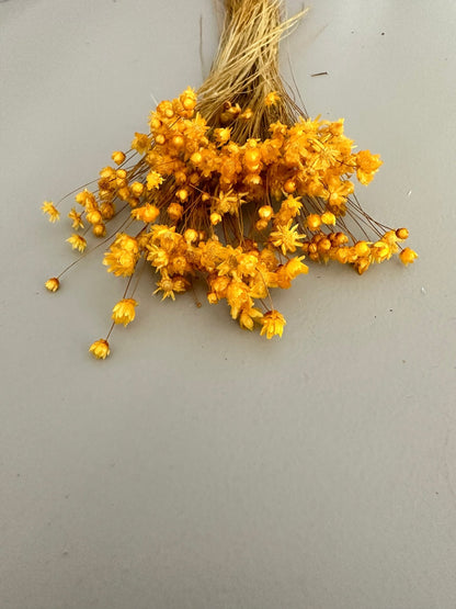 Marcela Minibund gelb - Trockenblumen