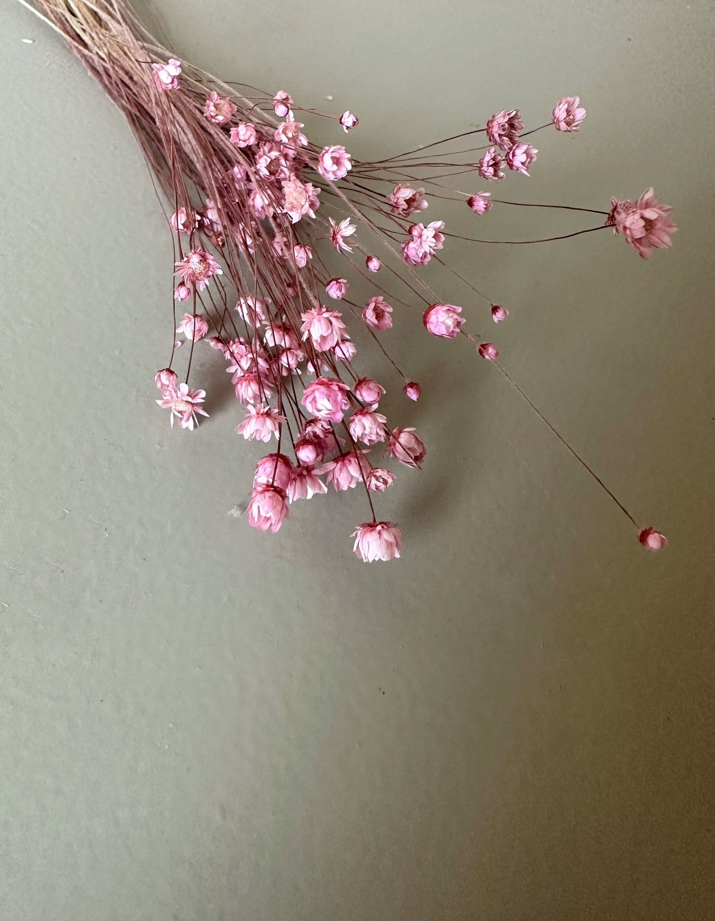 Marcela Minibund rosa - Trockenblumen