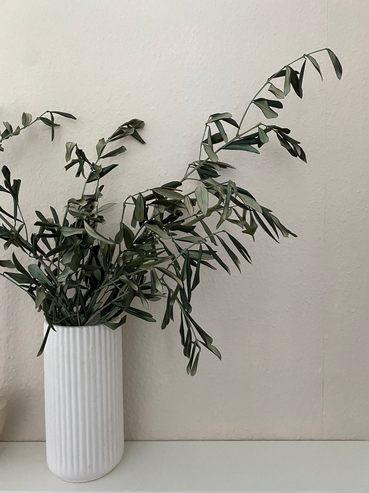 Olivenzweige konserviert - Trockenblumen
