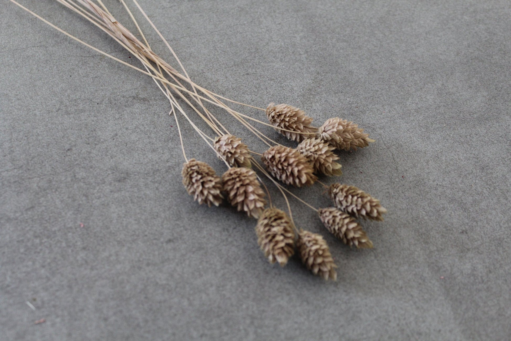 Phalaris braun - Trockenblumen