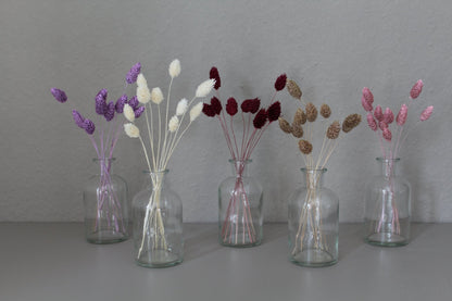 Phalaris braun - Trockenblumen