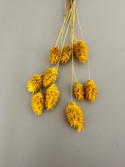 Phalaris gelb - Trockenblumen