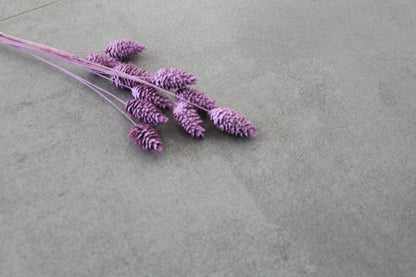 Phalaris lila - Trockenblumen