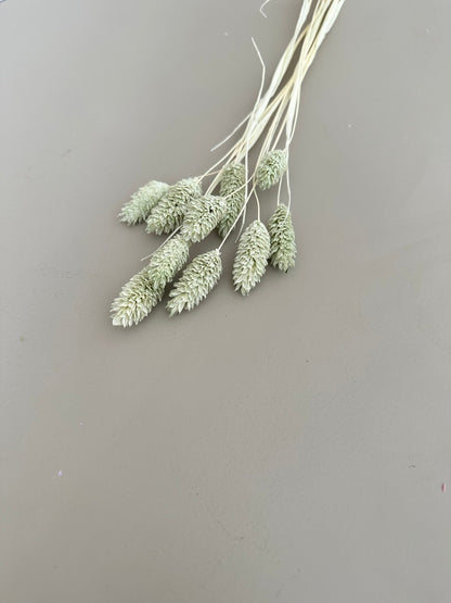 Phalaris mint - Trockenblumen