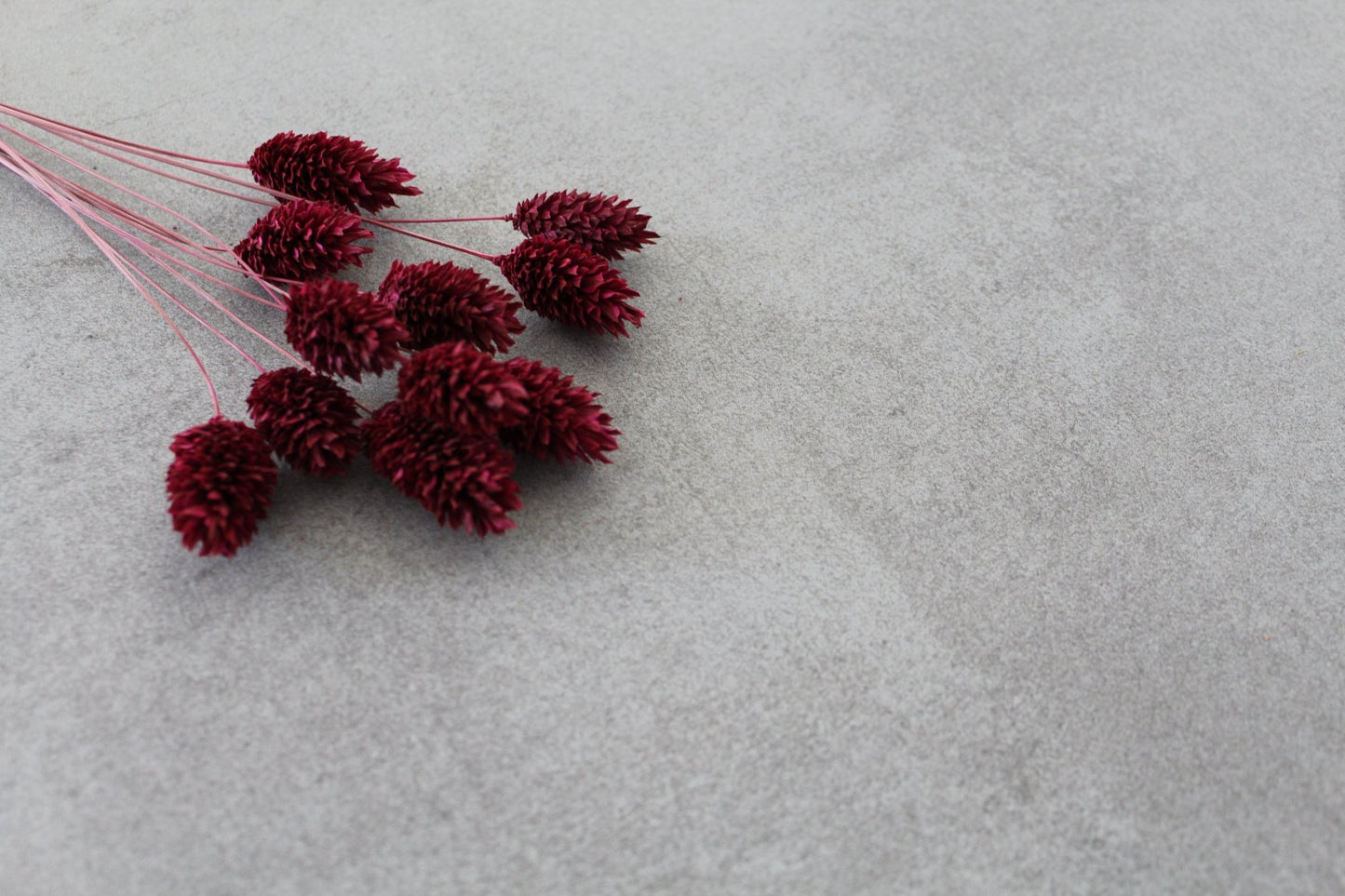 Phalaris rot berry - Trockenblumen