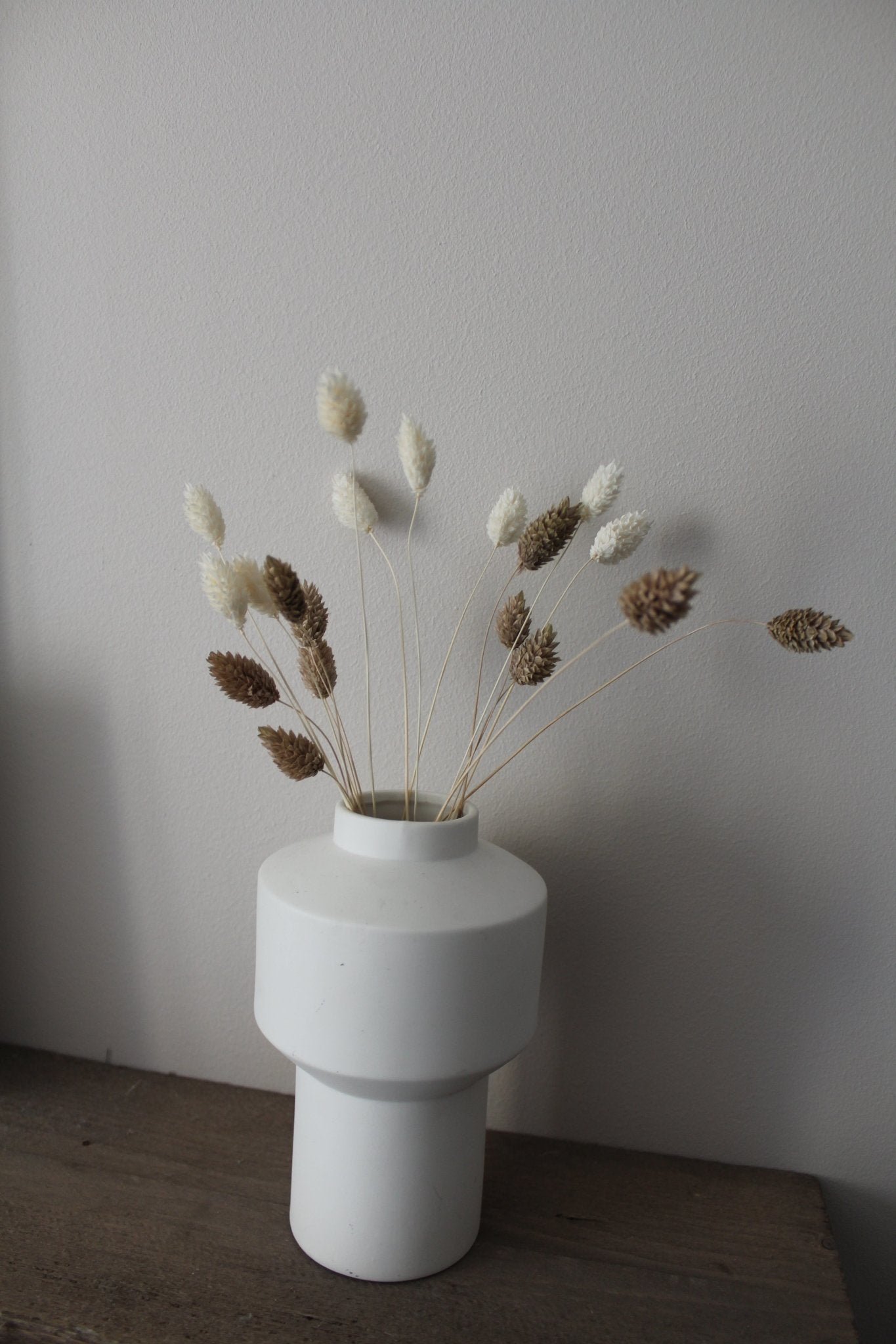 Phalaris weiß - Trockenblumen