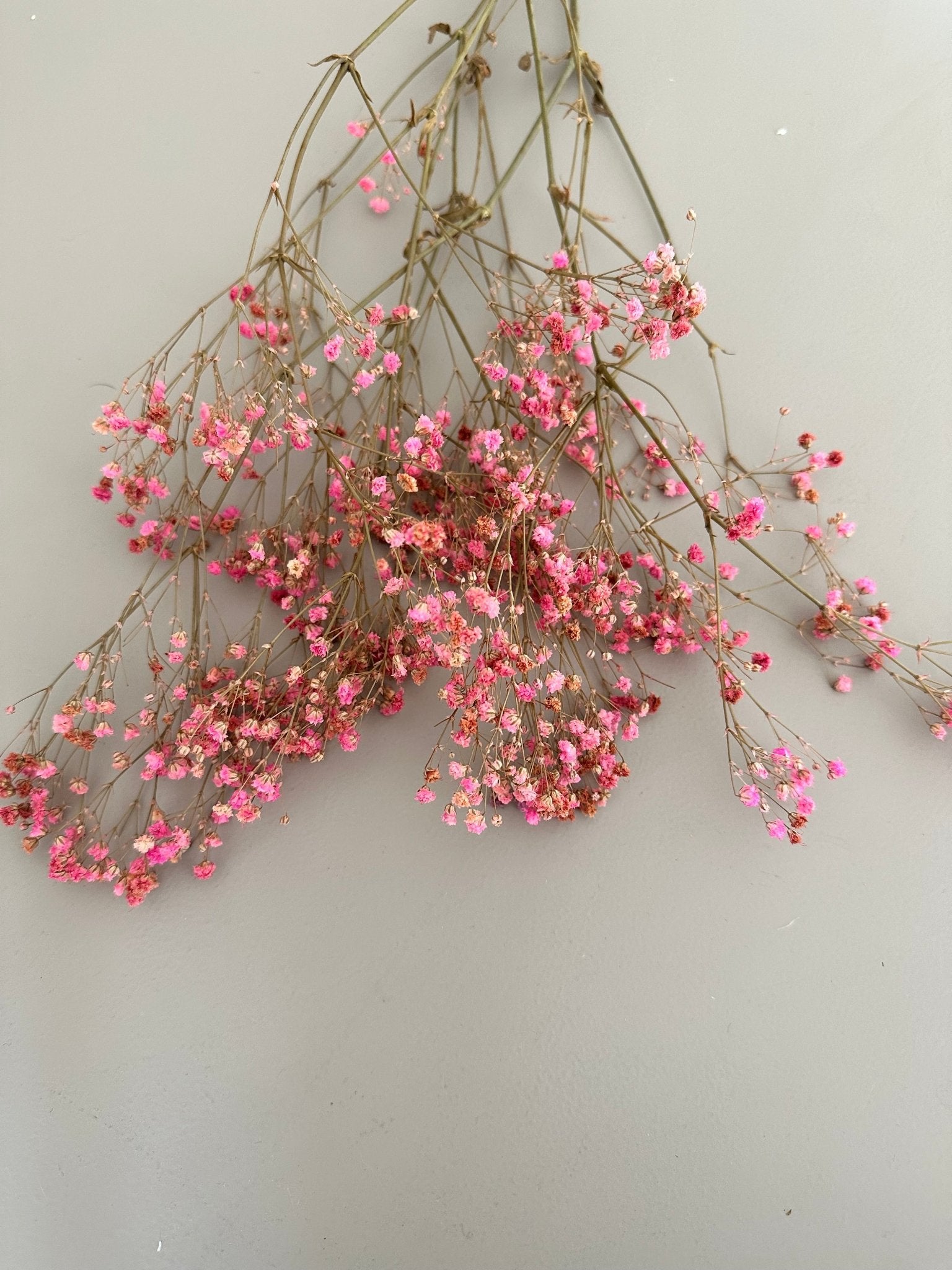 Schleierkraut rosa - Trockenblumen