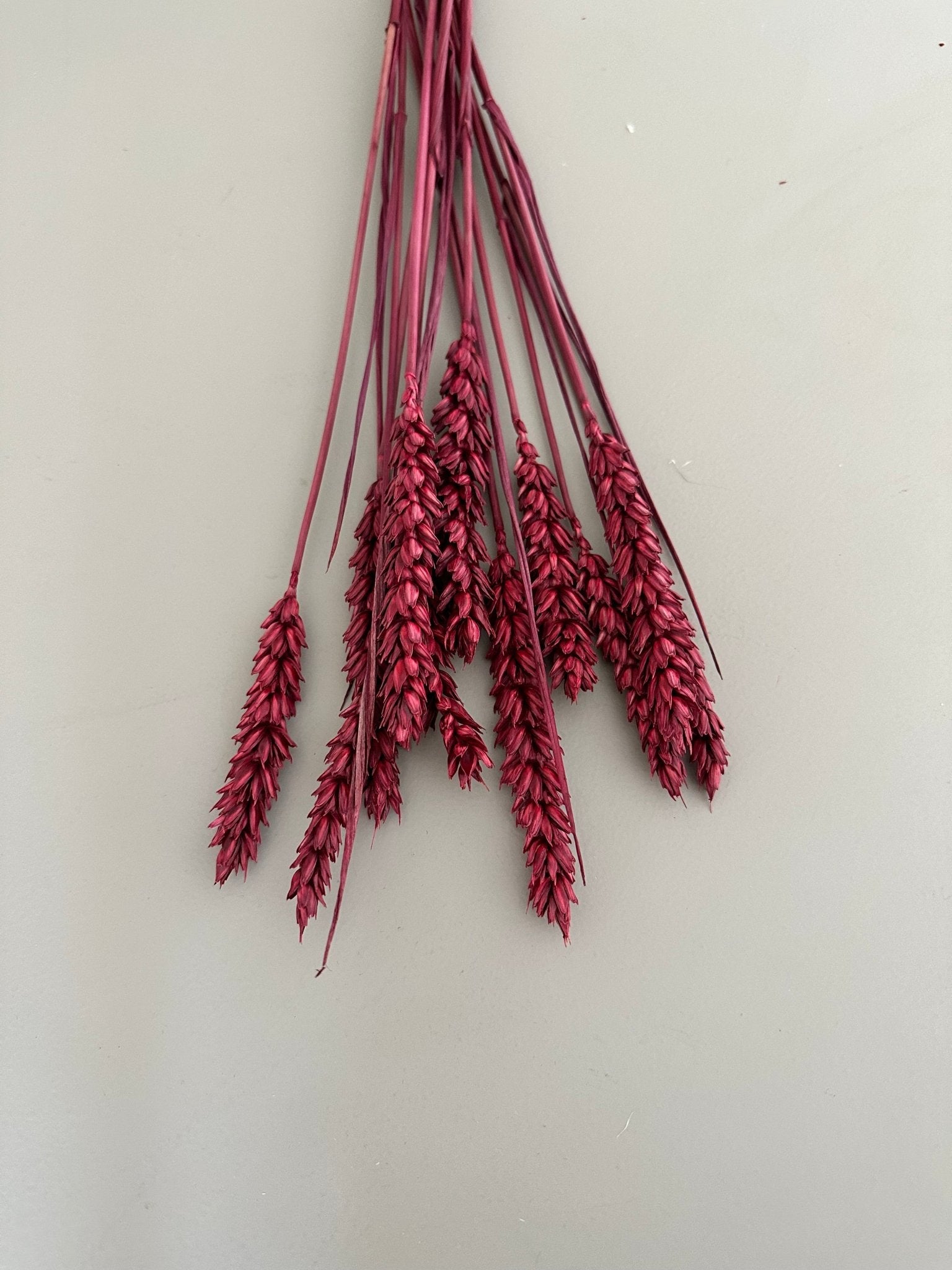 Weizen rot/berry - Trockenblumen
